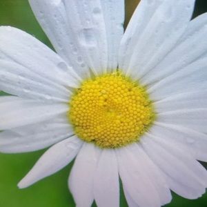 Meet your Posher, Ansley